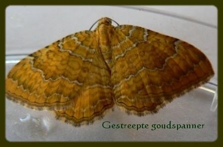 gestreepte goudspanner 02062007.jpg - Gestreepte goudspanner - Camptogramma bilineata